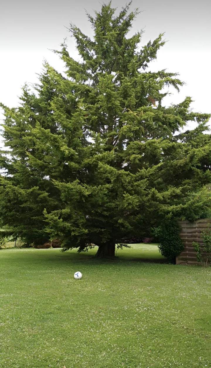 Abattage de grand arbre Amiens