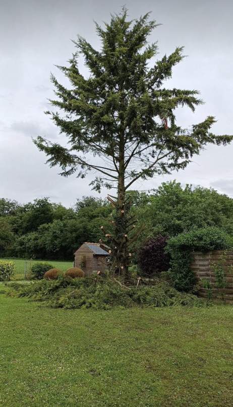 Elagage arbre Amiens