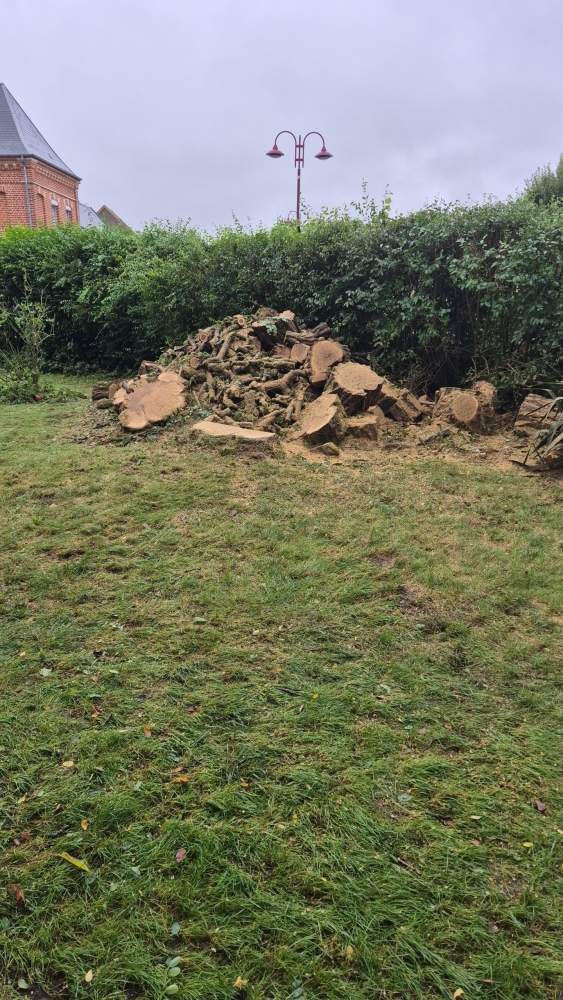 Souche d'arbres Amiens