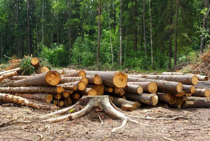 Entretien arbres Amiens