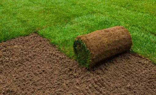 Obtenez un tapis de verdure dense et sain.