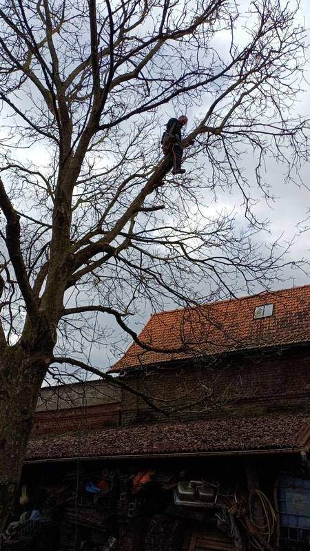 Elagage d'arbre Amiens