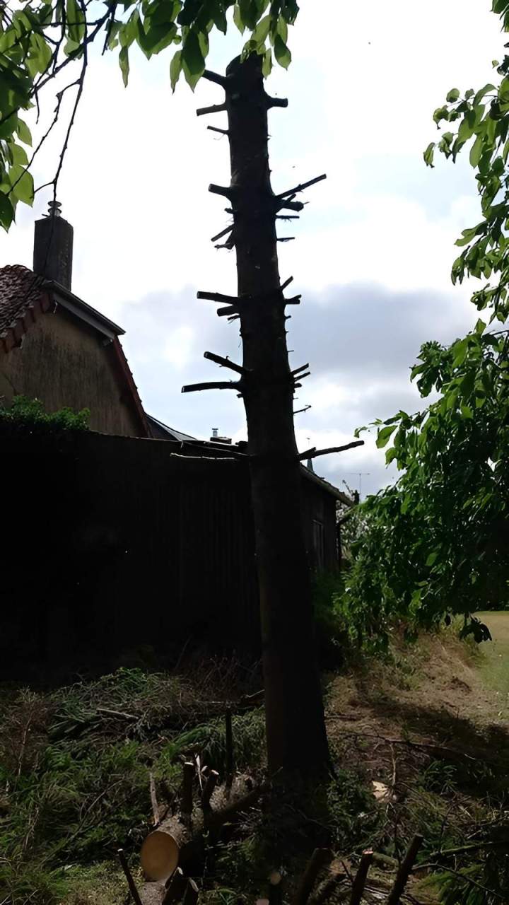 Arbre élagué Amiens