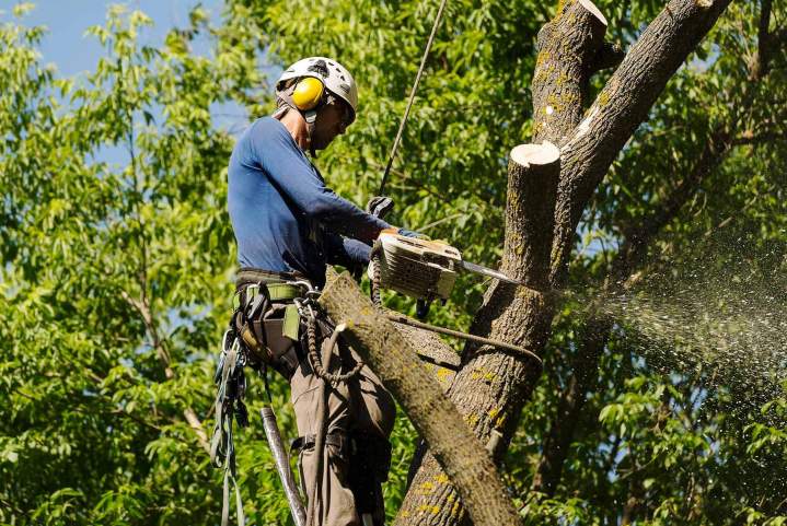 Abattage arbre Amiens sécurité