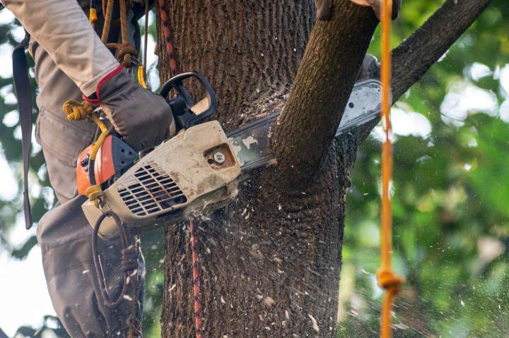Devis pour tous travaux d'élagage Amiens