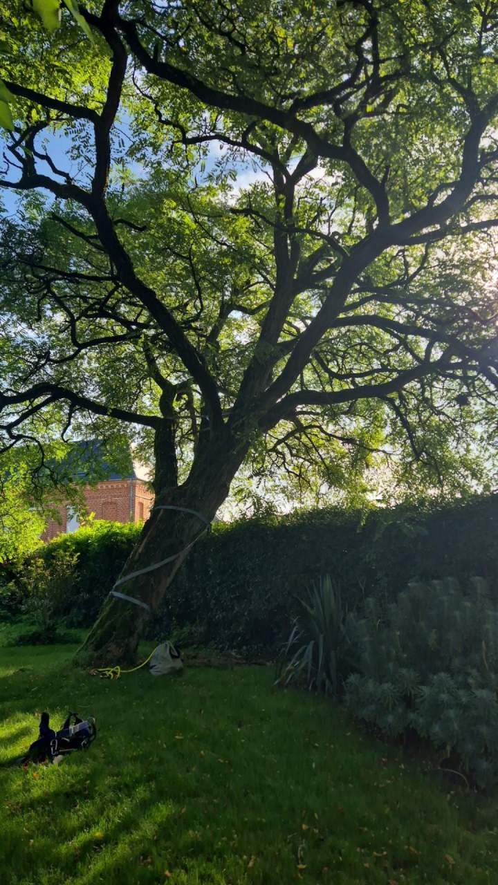 Haubanage d'arbre Amiens