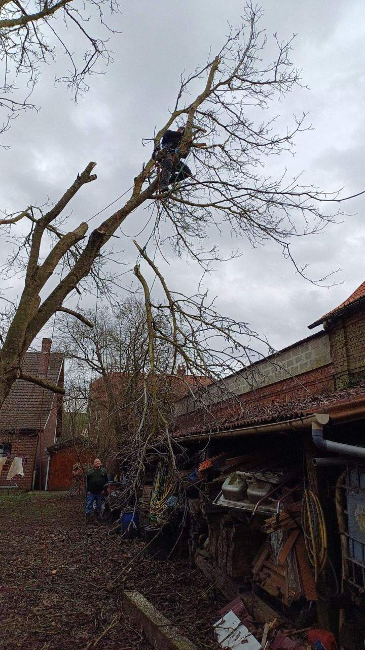 Travaux d'élagage Amiens
